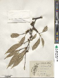 Ficus foveolata image