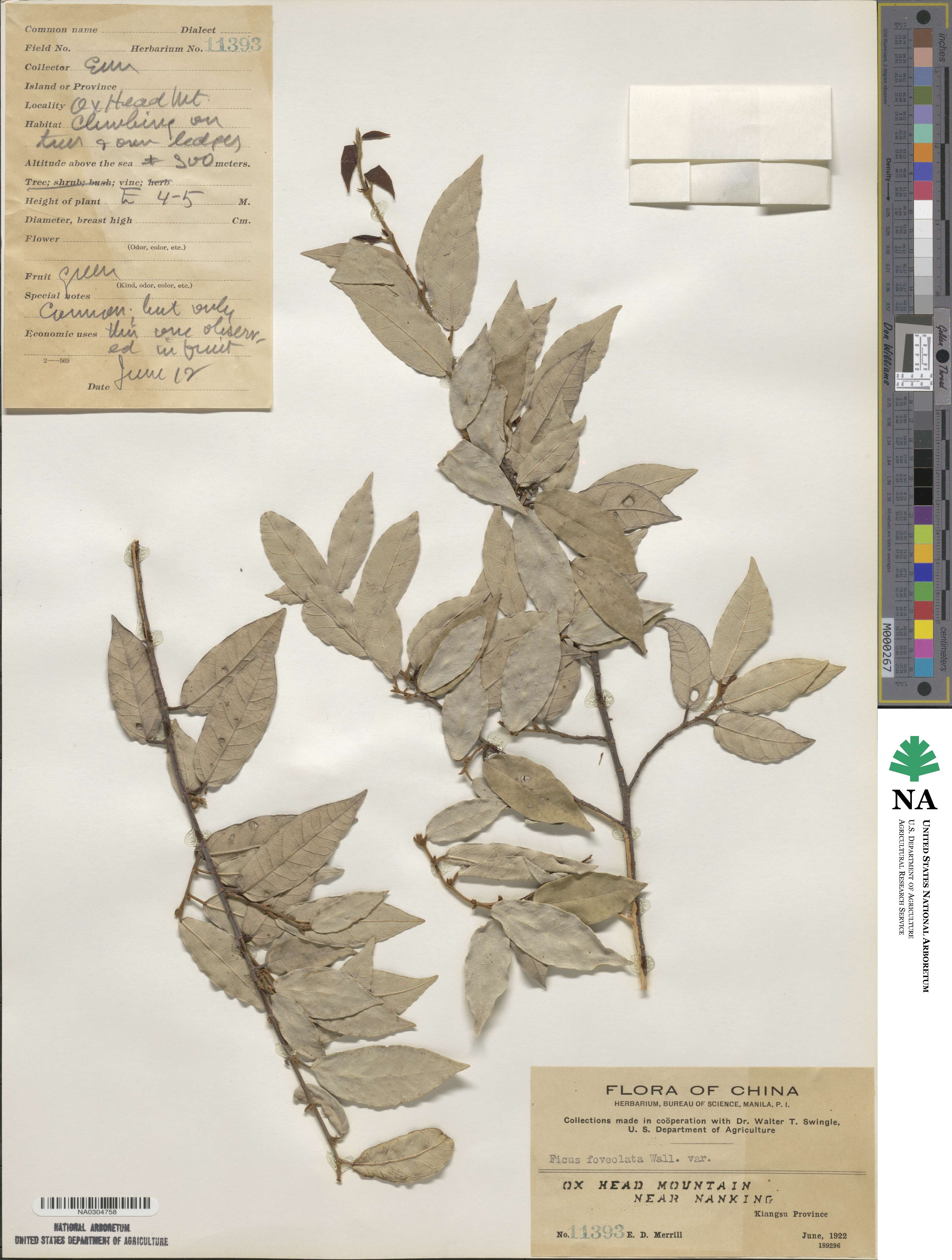 Ficus foveolata image
