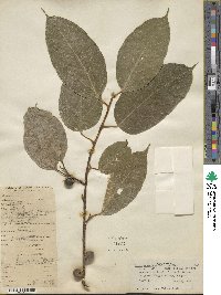 Ficus foveolata image