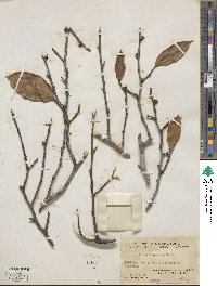 Ficus foveolata image