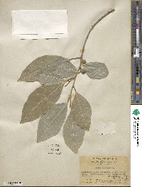 Ficus tinctoria image