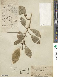 Ficus tinctoria subsp. gibbosa image