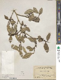 Ficus tinctoria subsp. gibbosa image