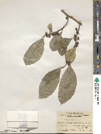 Ficus tinctoria image