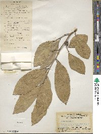 Ficus tinctoria subsp. gibbosa image