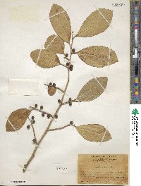 Ficus tinctoria image