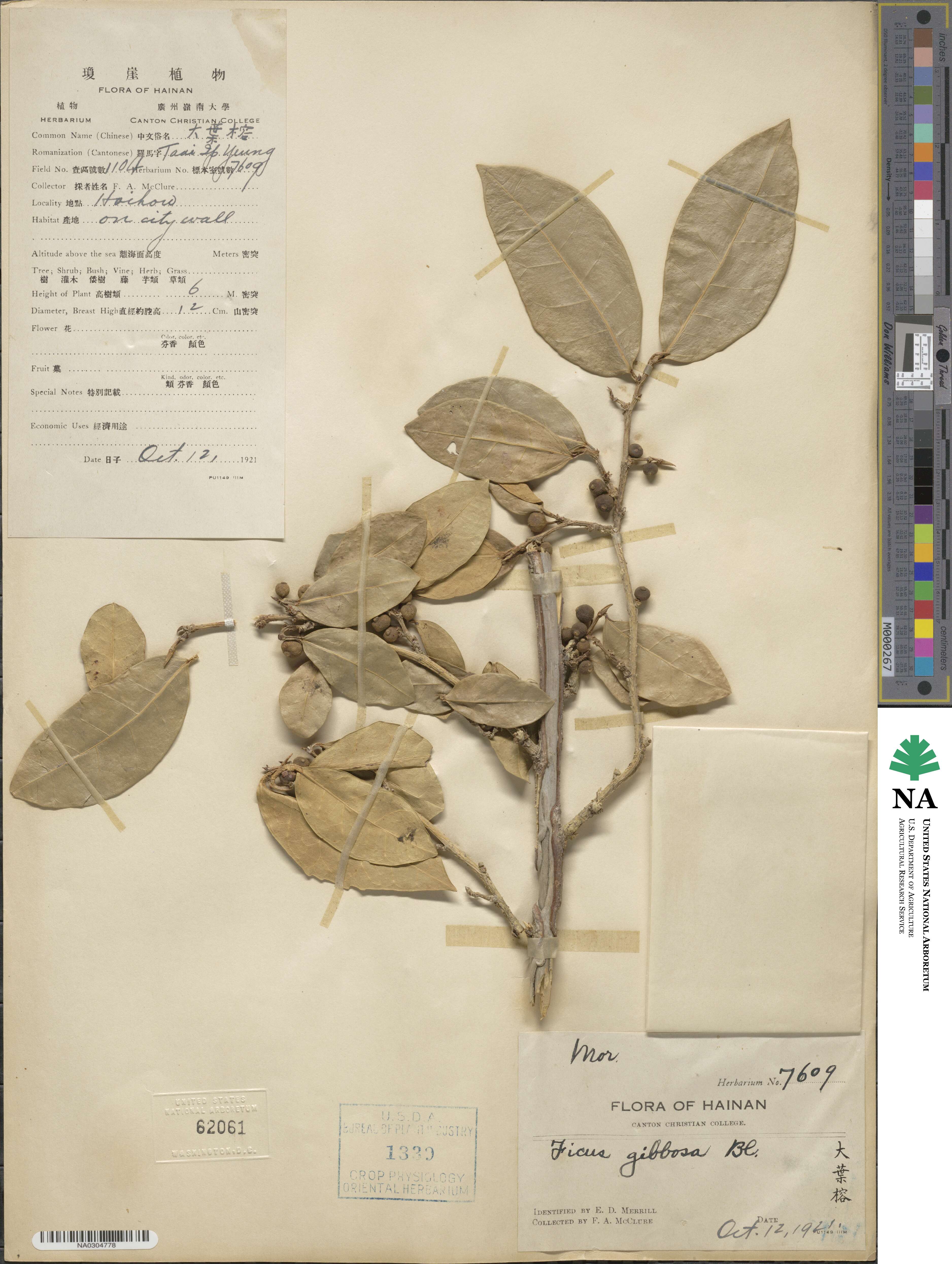 Ficus tinctoria subsp. gibbosa image