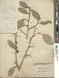 Ficus tinctoria subsp. gibbosa image