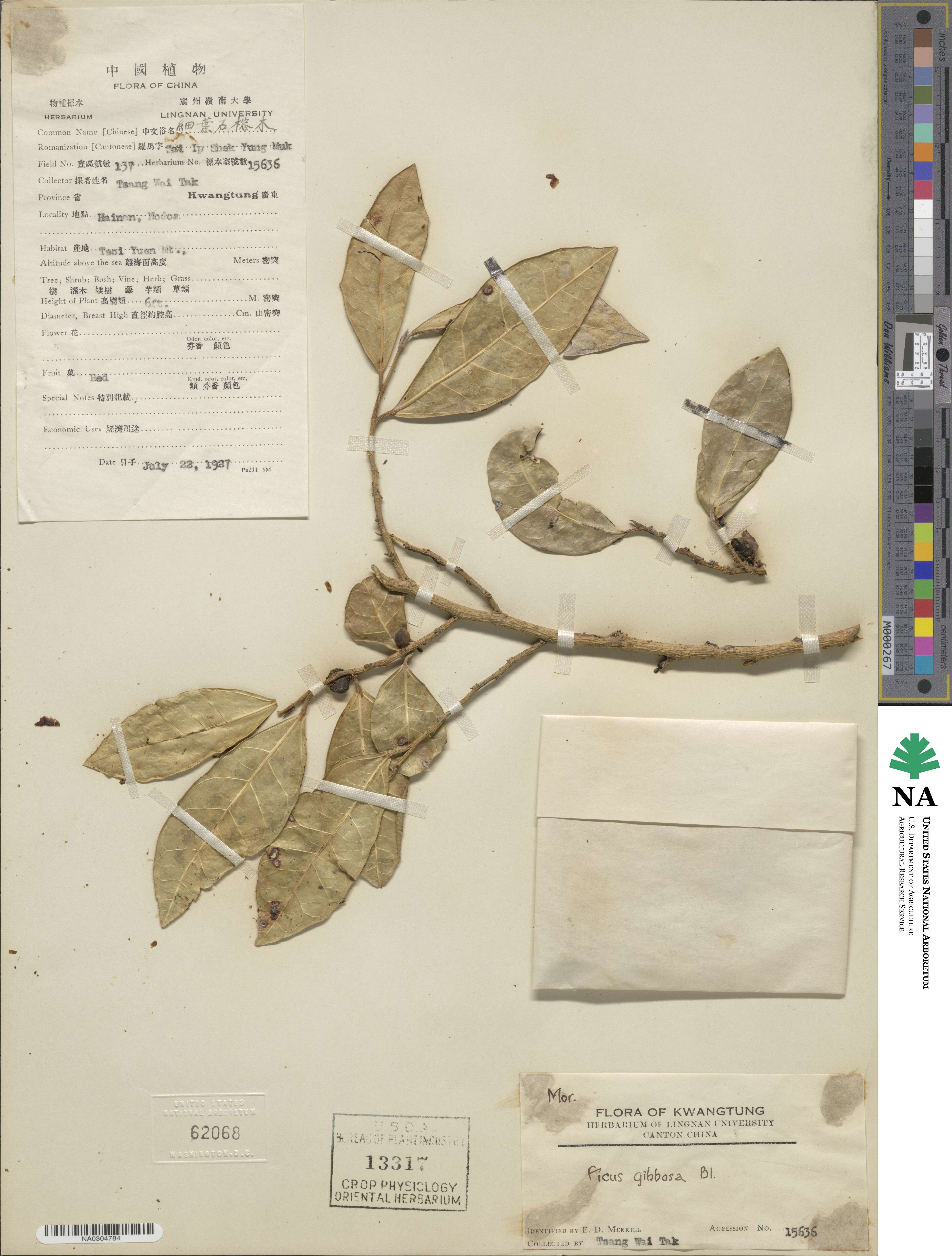 Ficus tinctoria subsp. gibbosa image