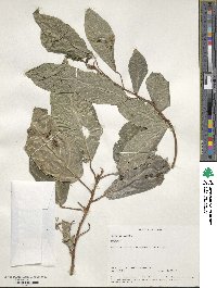 Ficus glomerata image