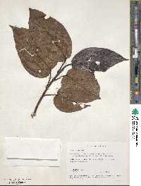 Ficus glomerata image