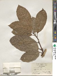 Ficus fistulosa image