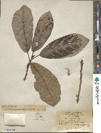 Ficus fistulosa image