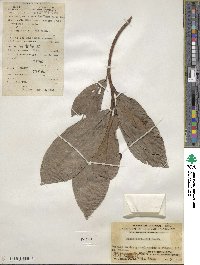 Ficus fistulosa image