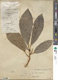 Ficus fistulosa image