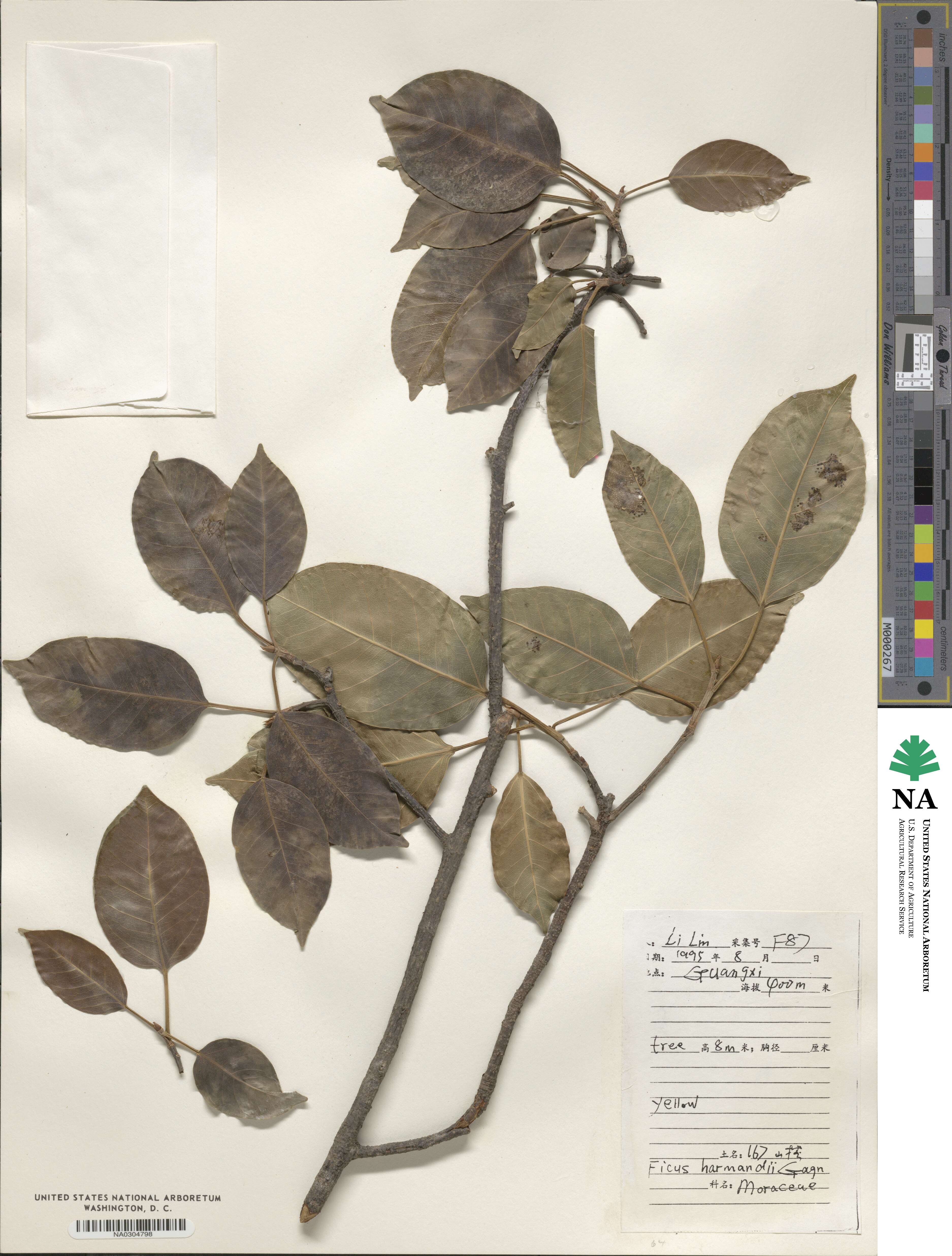 Ficus langkokensis image