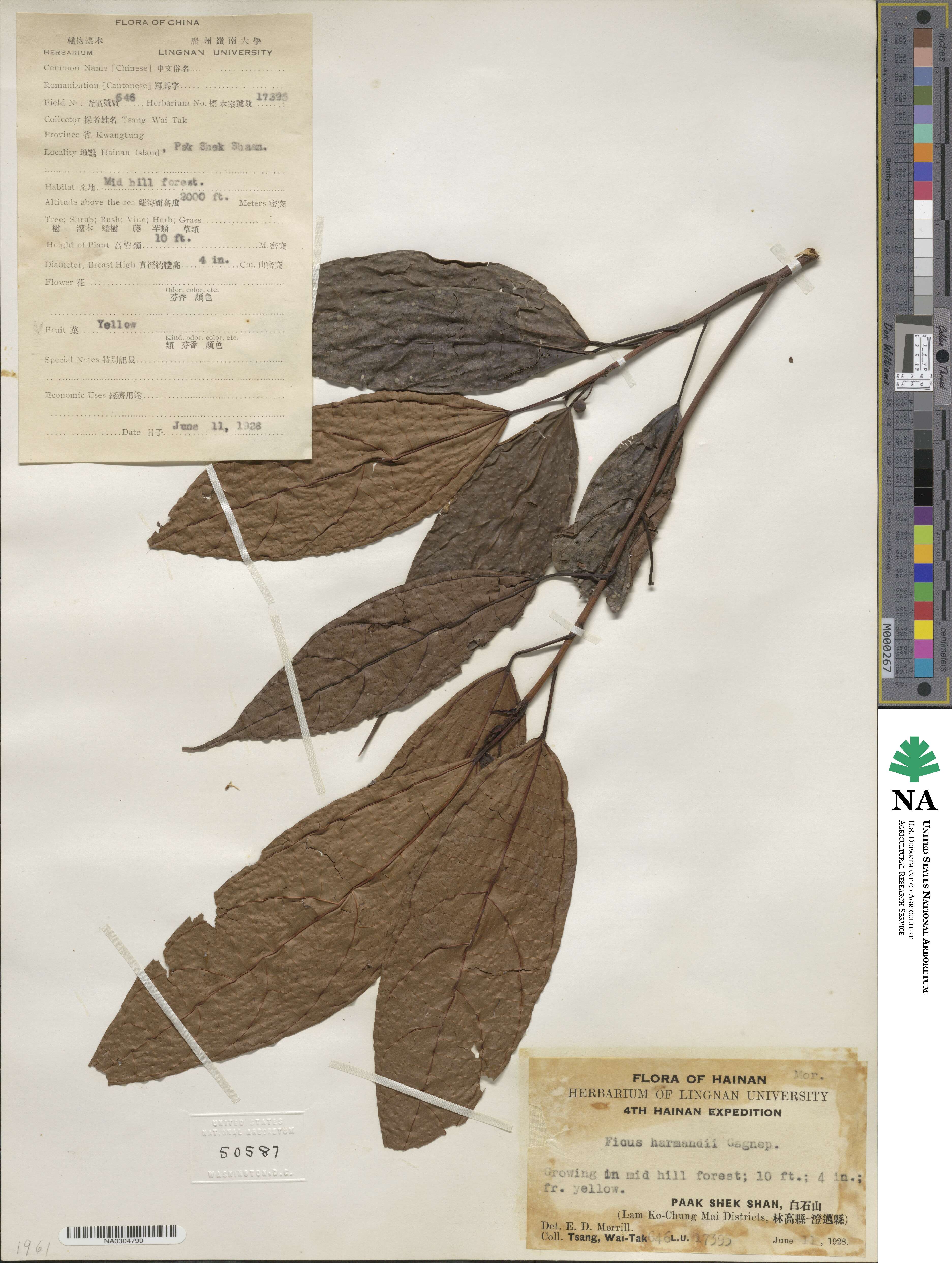 Ficus langkokensis image