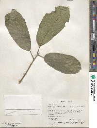 Ficus hispida image