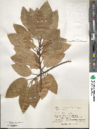 Ficus iidaiana image