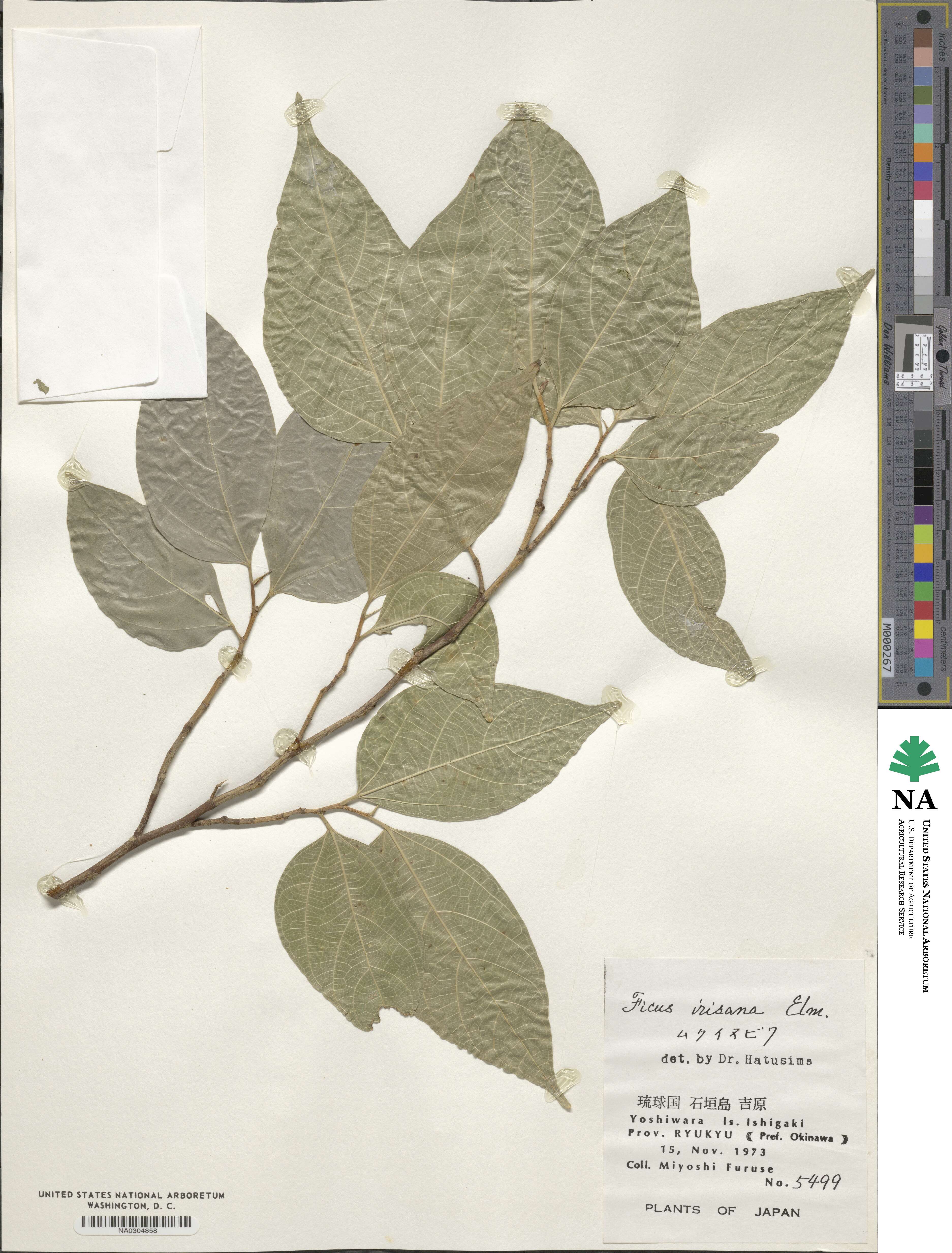 Ficus ampelas image