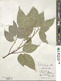 Ficus ampelas image