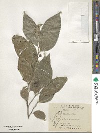 Ficus ampelas image