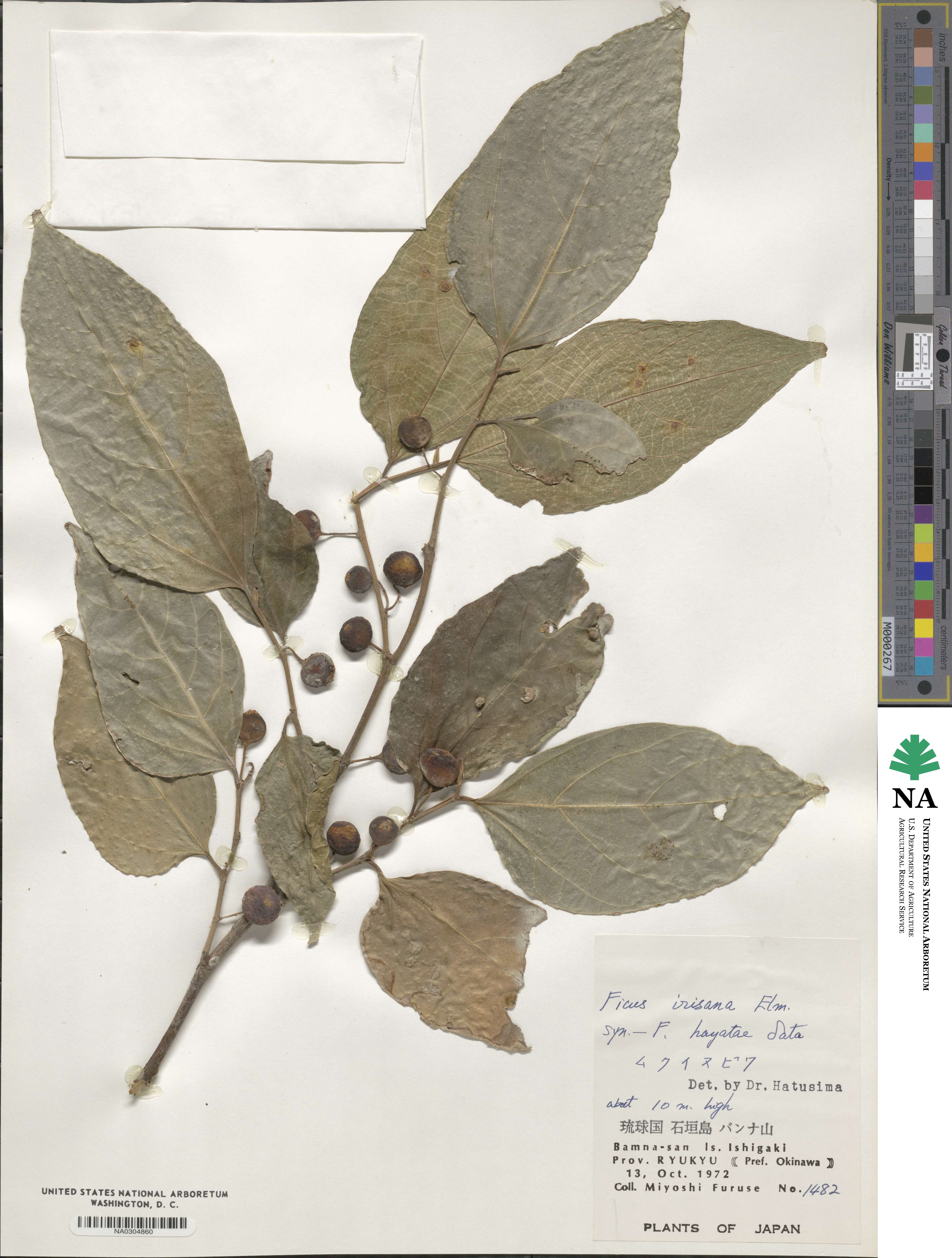 Ficus ampelas image