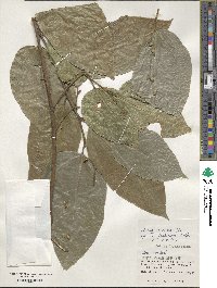 Ficus ampelas image