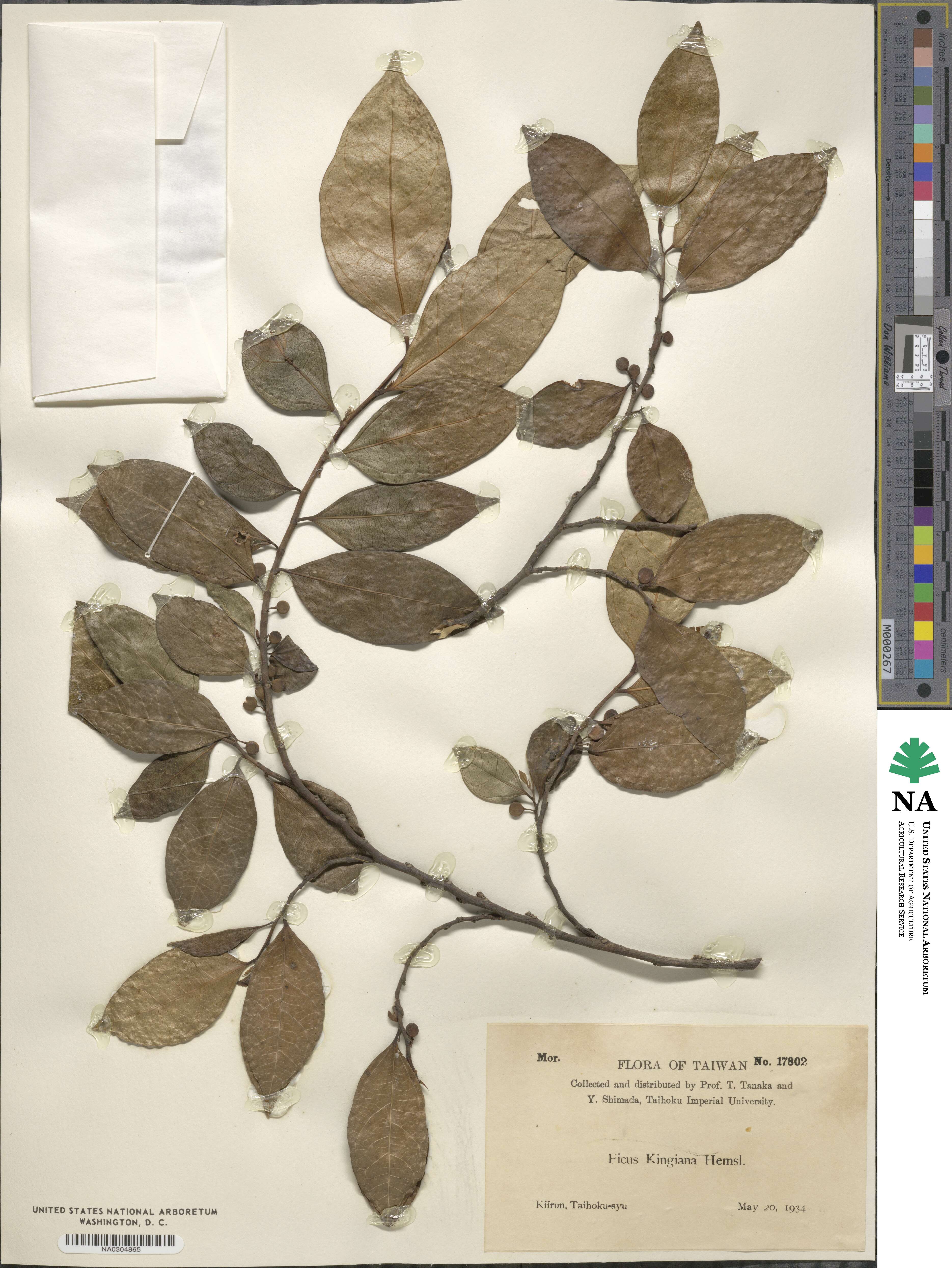 Ficus kingiana image