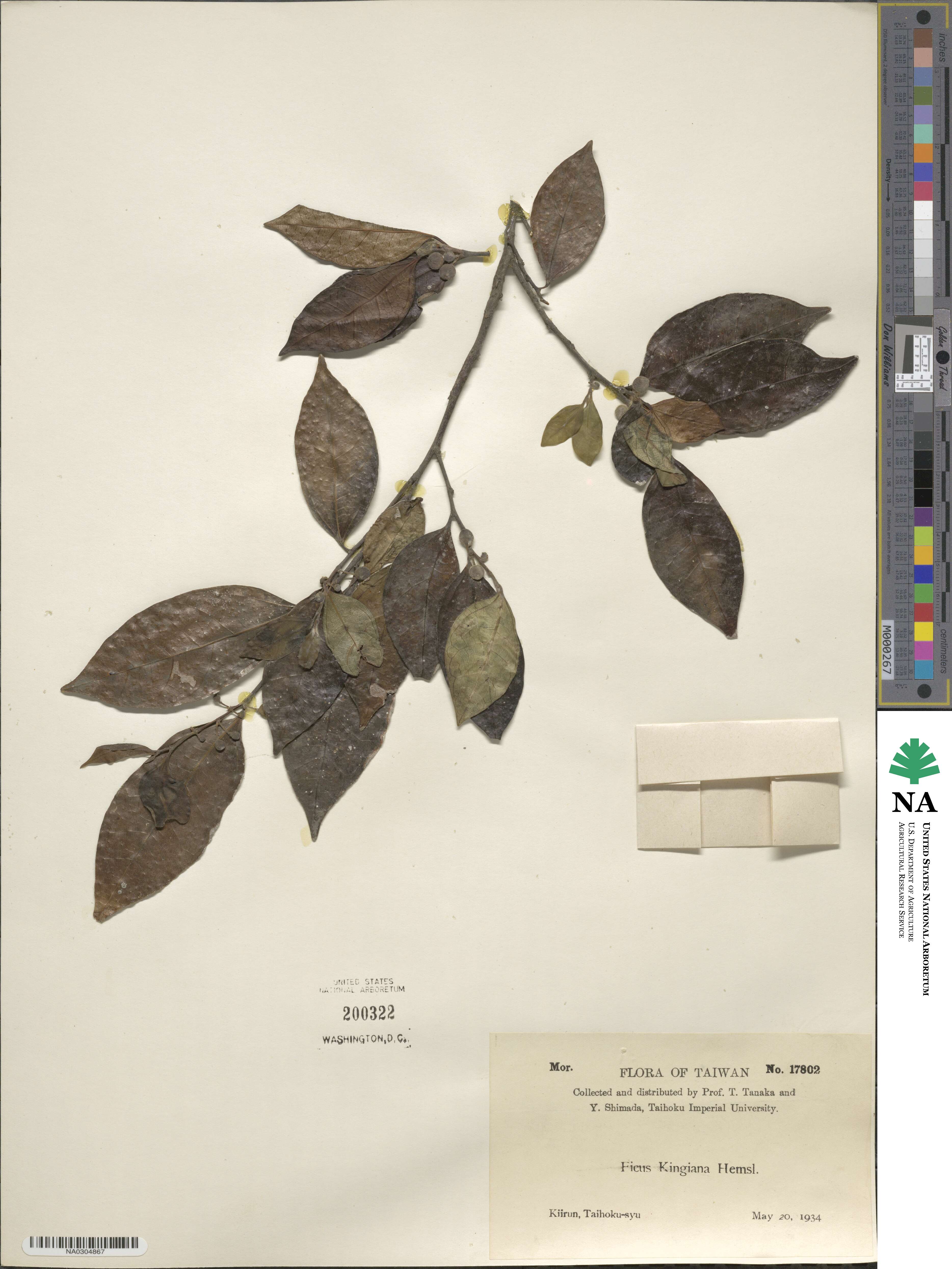 Ficus kingiana image