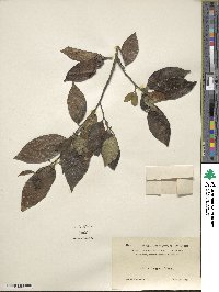 Ficus kingiana image