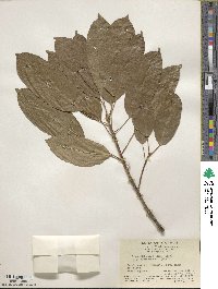 Ficus lacor image