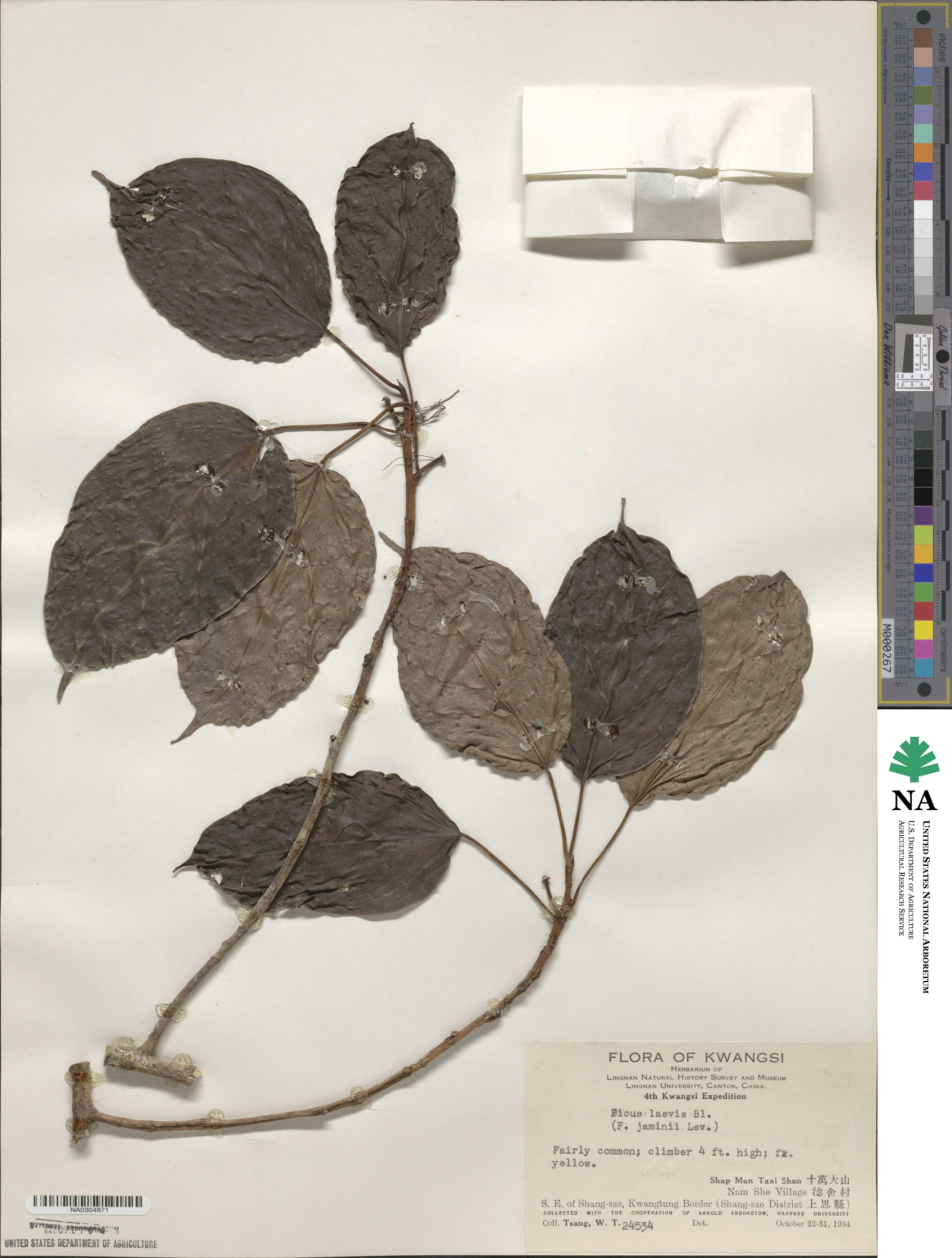 Ficus laevis image