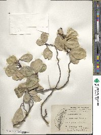 Ficus punctata image