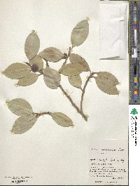 Ficus microcarpa image