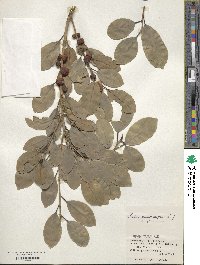 Ficus microcarpa image