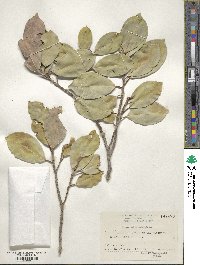 Ficus microcarpa image