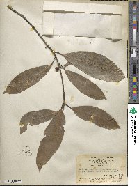 Ficus nervosa image