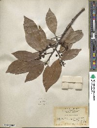 Ficus nervosa image