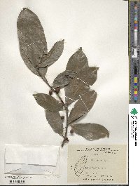 Ficus nervosa image