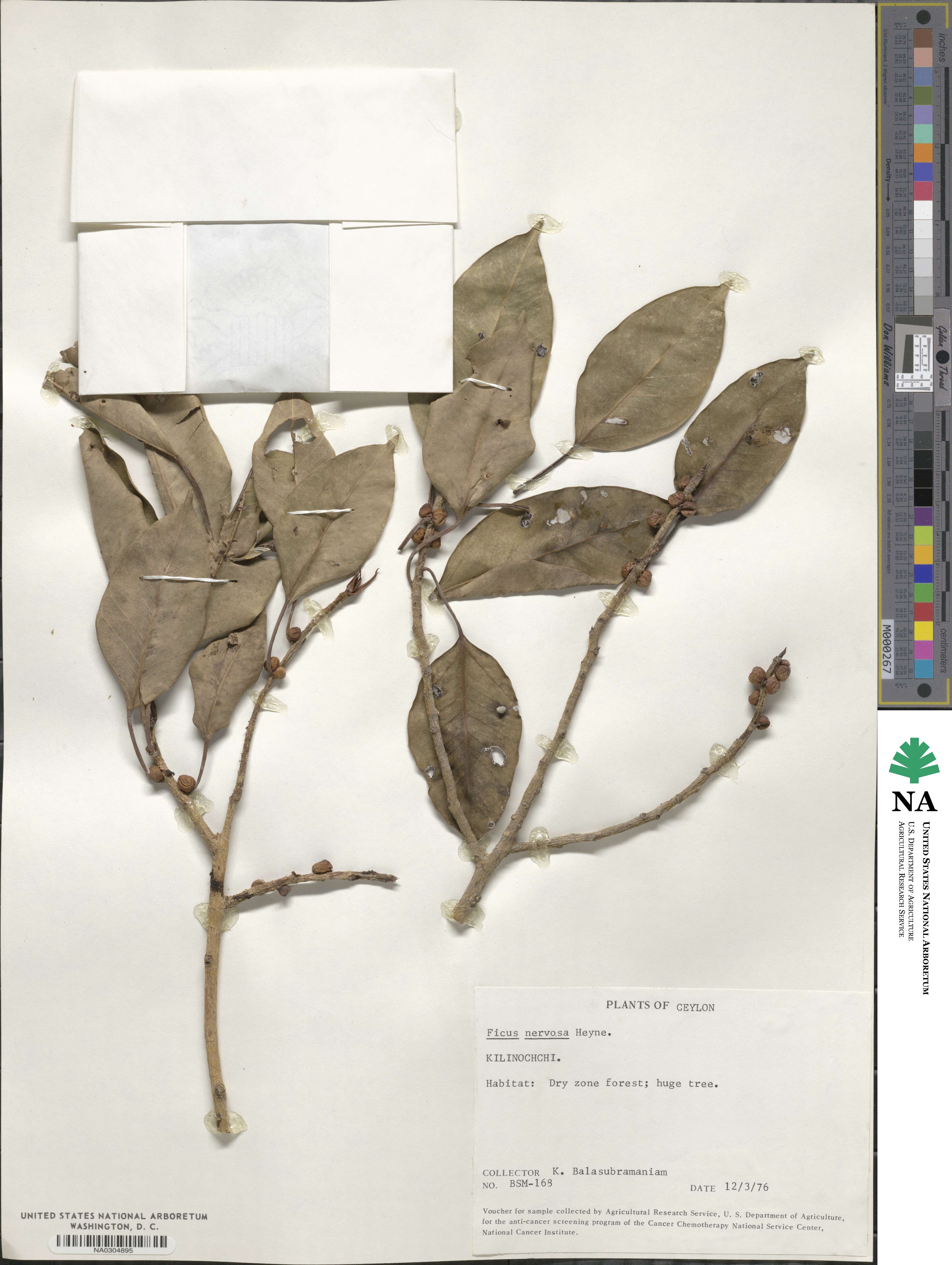 Ficus nervosa image