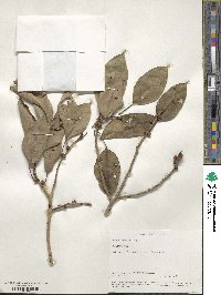 Ficus nervosa image