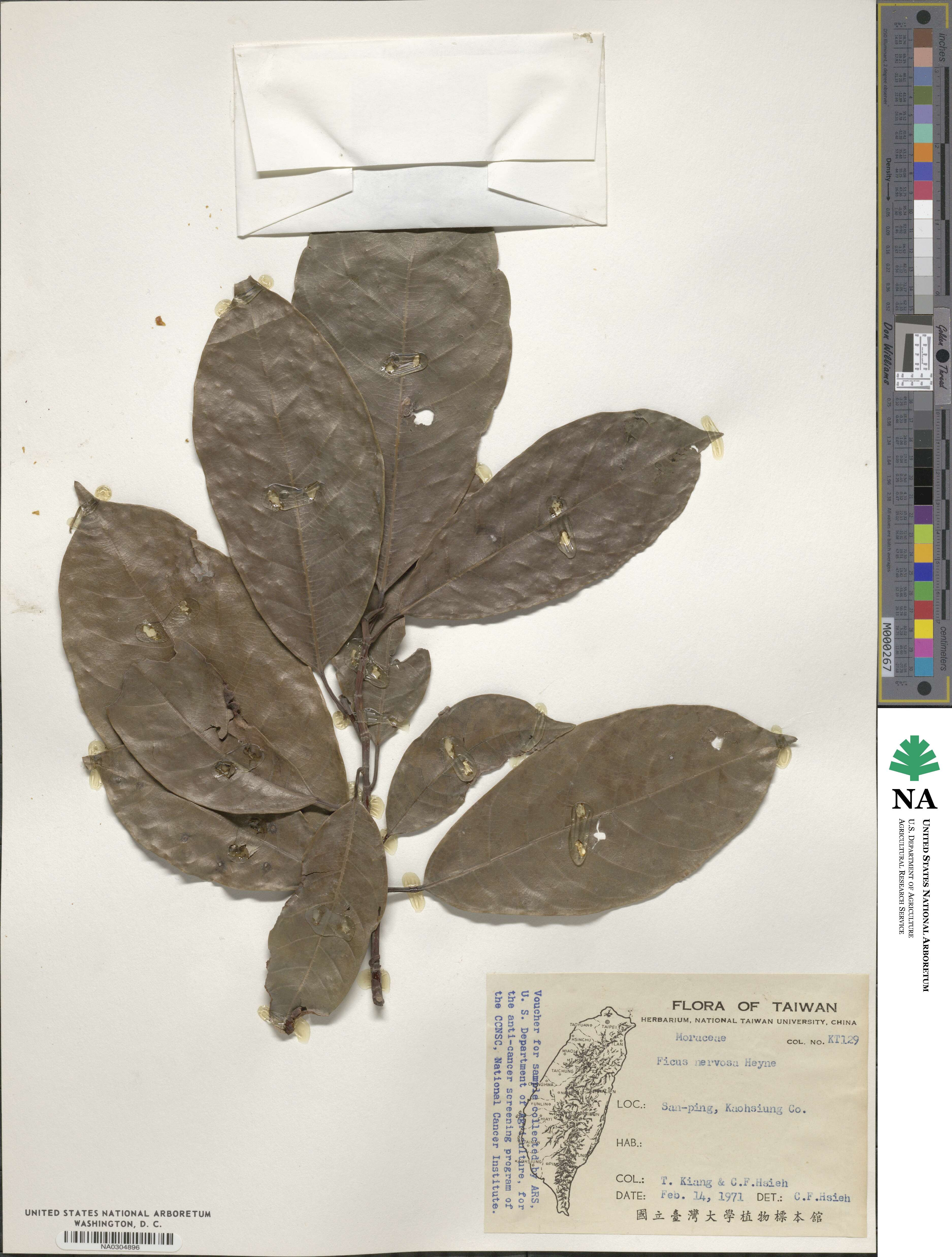 Ficus nervosa image