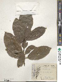 Ficus nervosa image