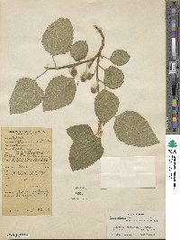 Ficus palmata image