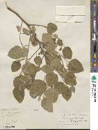 Ficus palmata image