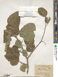 Ficus palmata image