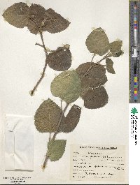 Ficus palmata image