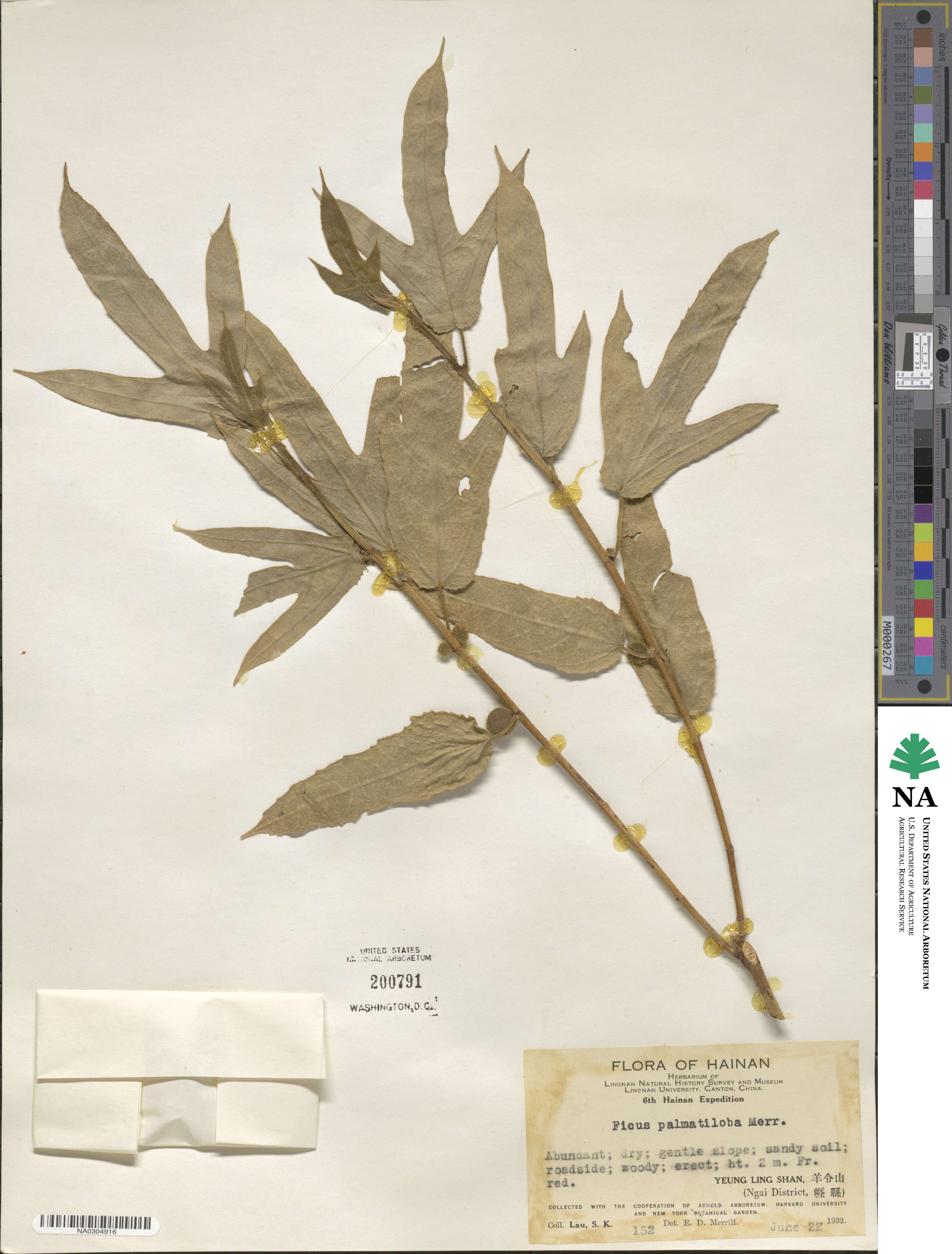 Ficus hirta subsp. hirta image