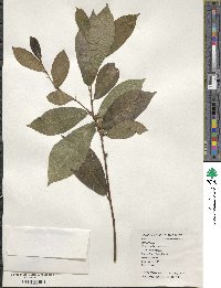 Ficus pandurata image